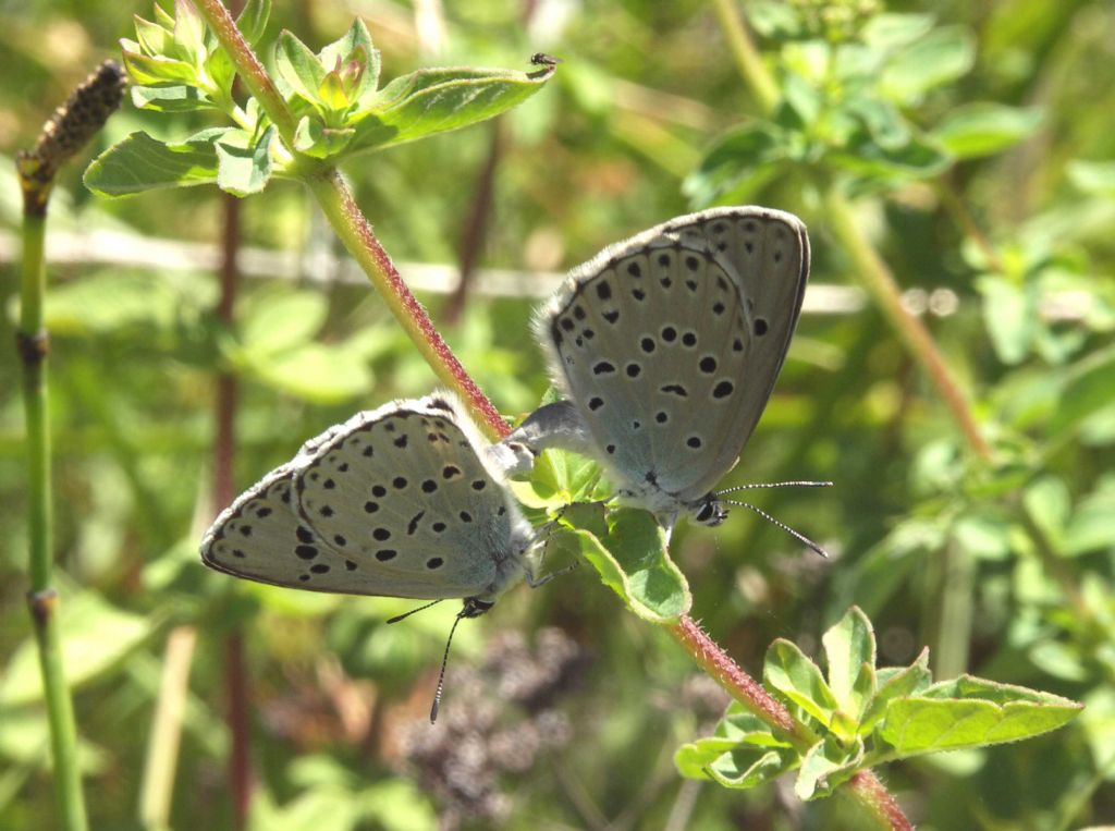 M e F  : foto di coppia